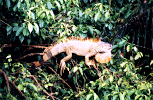 iguane2.gif (127179 bytes)